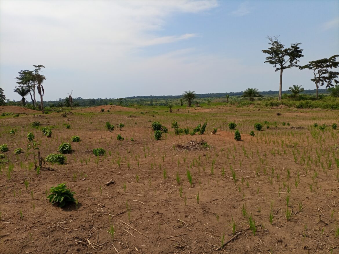 Réserve de biosphère de Yangambi : la restauration des écosystèmes en marche